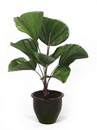 لیکوآلا گراندیس